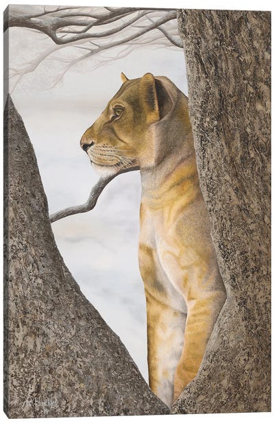 Young Lion In Tree Canvas Art Print - Tanzania