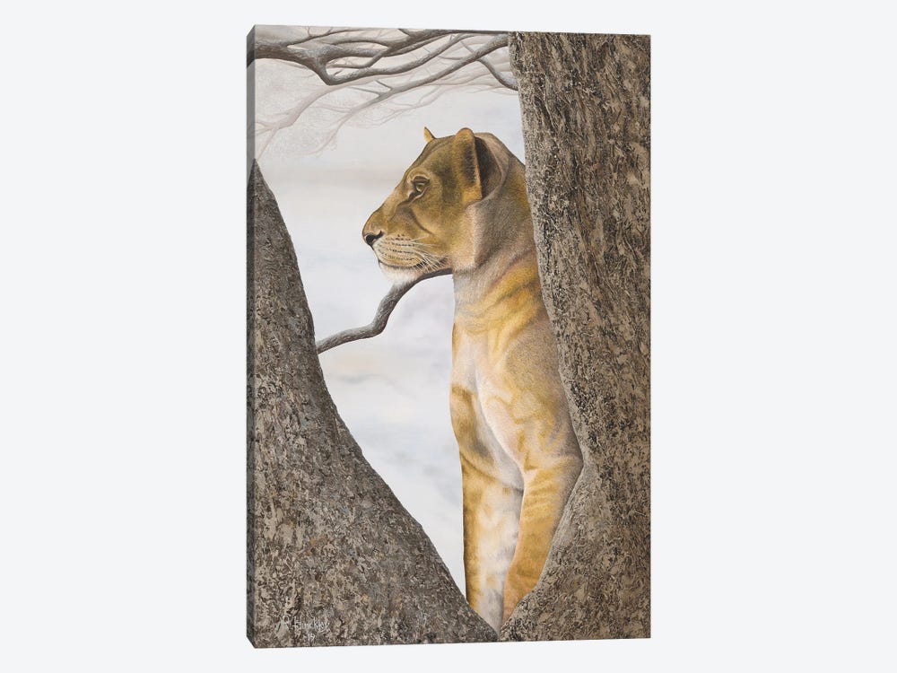 Young Lion In Tree by Russell Hinckley 1-piece Canvas Print