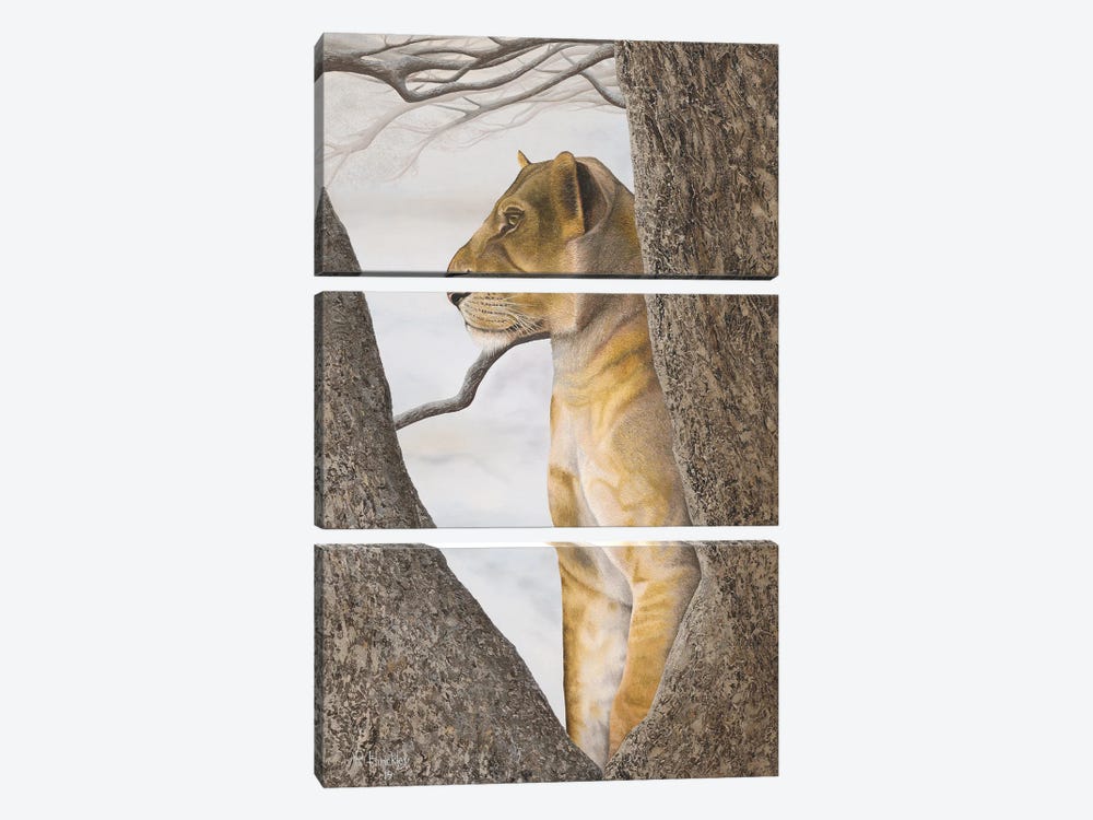 Young Lion In Tree by Russell Hinckley 3-piece Art Print