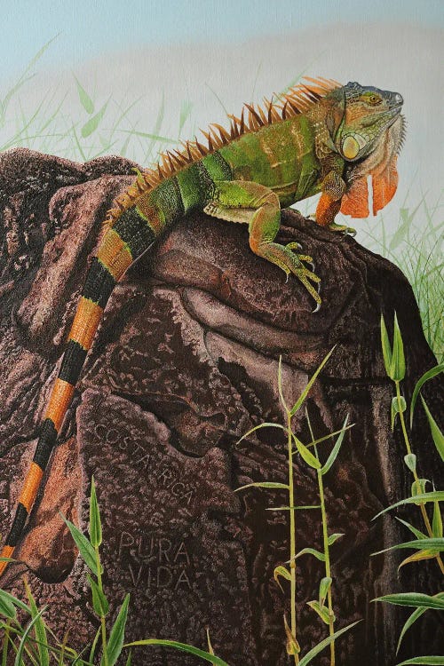 Green Iguana