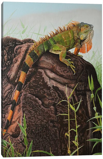Green Iguana Canvas Art Print - Russell Hinckley