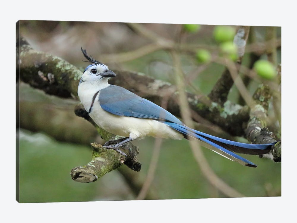 Blue Jay by Russell Hinckley 1-piece Art Print