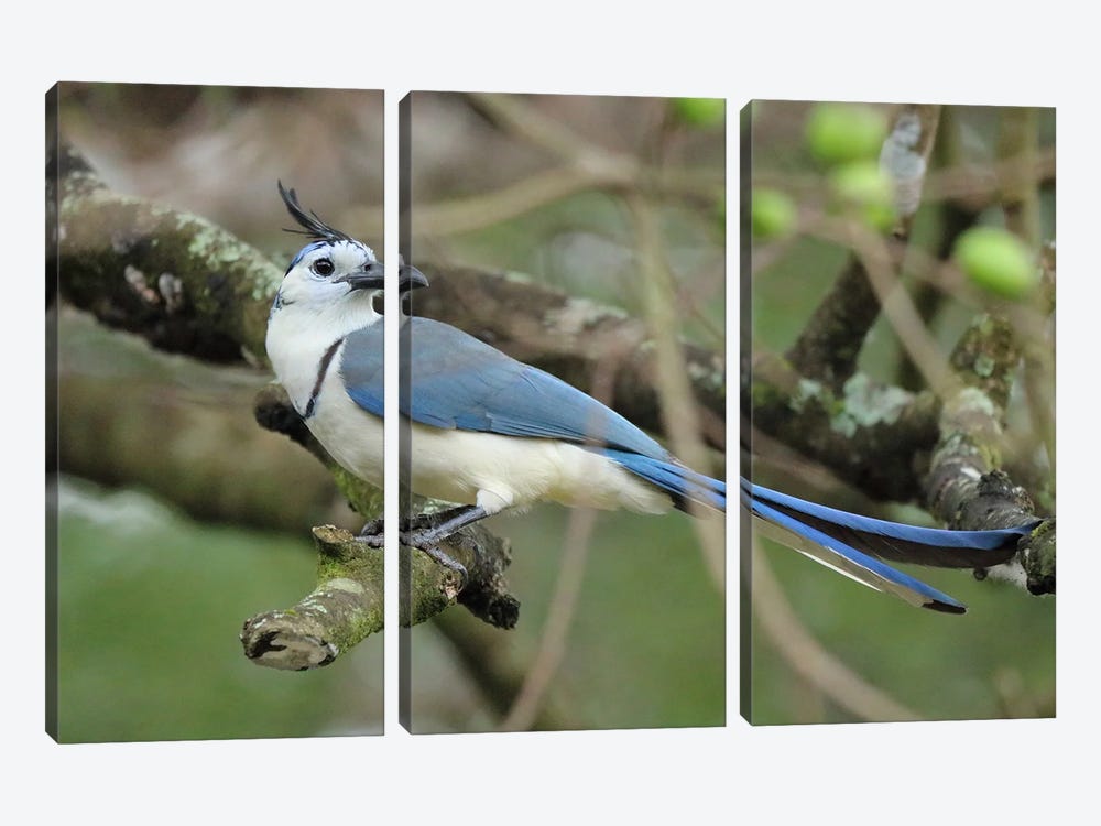 Blue Jay by Russell Hinckley 3-piece Canvas Print