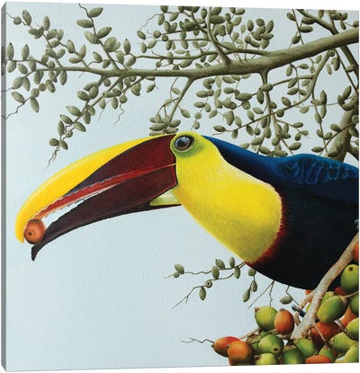 Toucan Canvas Art Print - Russell Hinckley