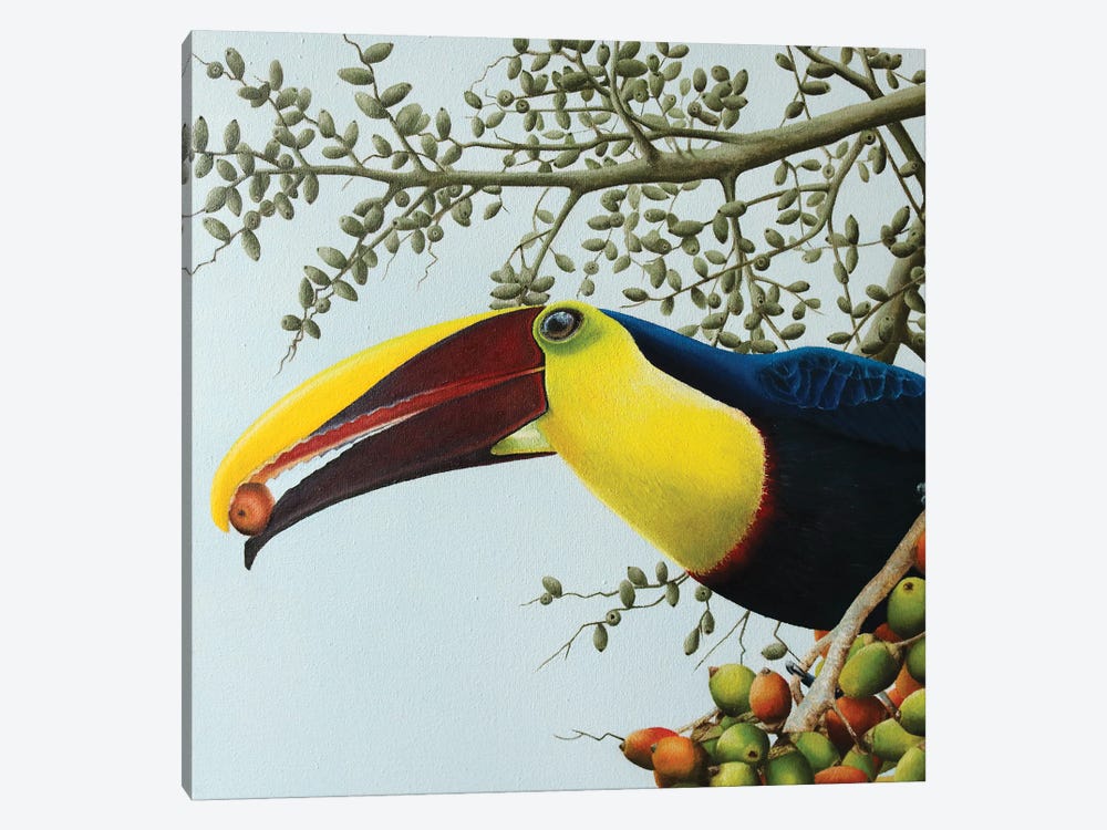Toucan by Russell Hinckley 1-piece Canvas Art