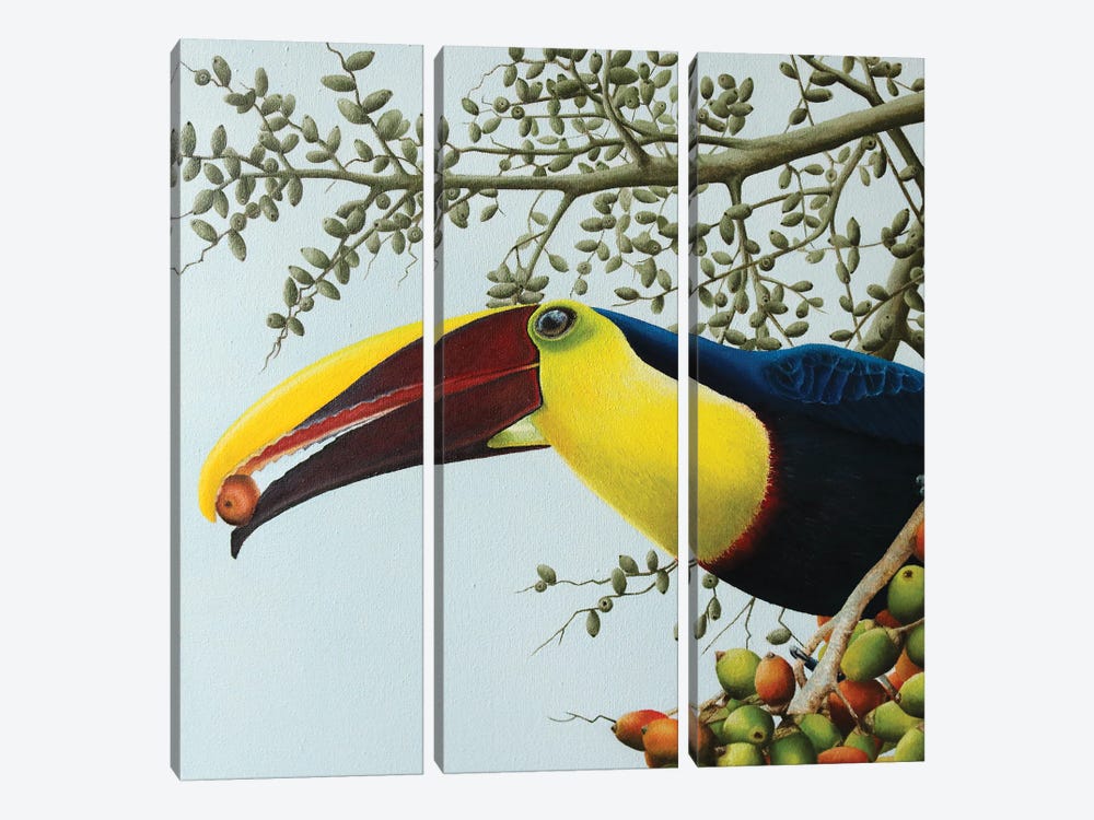 Toucan by Russell Hinckley 3-piece Canvas Wall Art