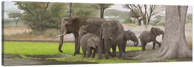 Elephants In The Shade Canvas Art Print - Fine Art Safari