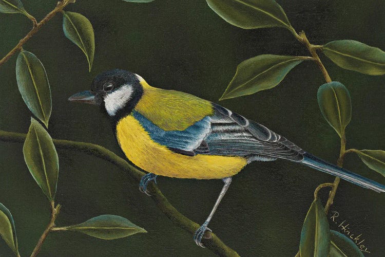 Great Tit