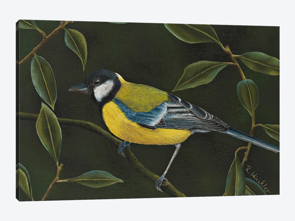 Great Tit by Russell Hinckley 1-piece Canvas Art Print