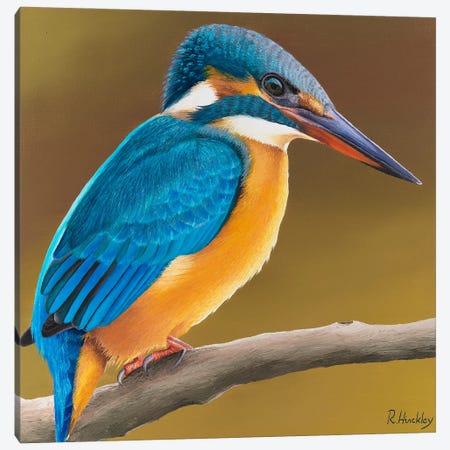 Kingfisher Canvas Print #RHY9} by Russell Hinckley Canvas Art Print