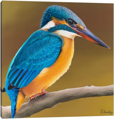 Kingfisher Canvas Art Print - The Art of the Feather