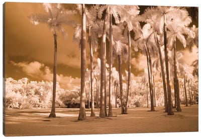 Florida Palms Canvas Art Print