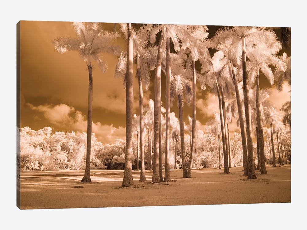 Florida Palms by Rig Studios 1-piece Canvas Art Print