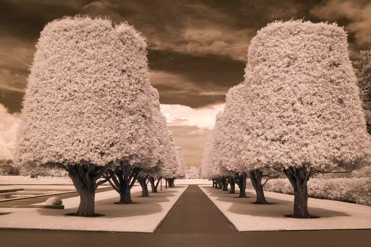 Row Of Trees by Rig Studios wall art