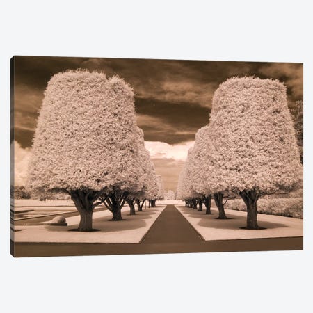 Row Of Trees Canvas Print #RII7} by Rig Studios Canvas Art