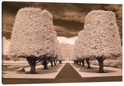 Row Of Trees Canvas Art Print