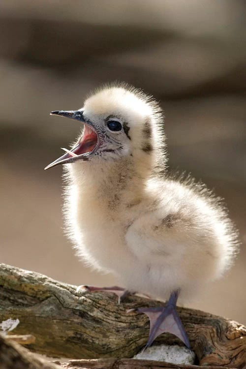 White Tern Chick Yawning, North America, Northwestern Hawaiian Islands, Midway Atoll.