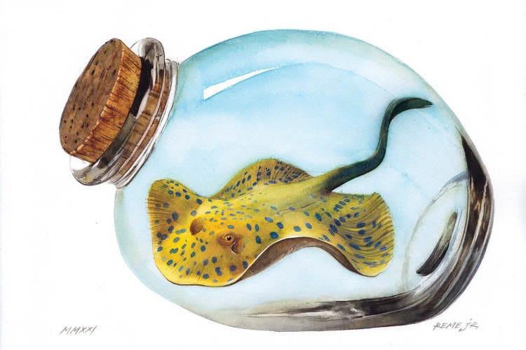 Bluespotted Ribbontail Ray In Jar