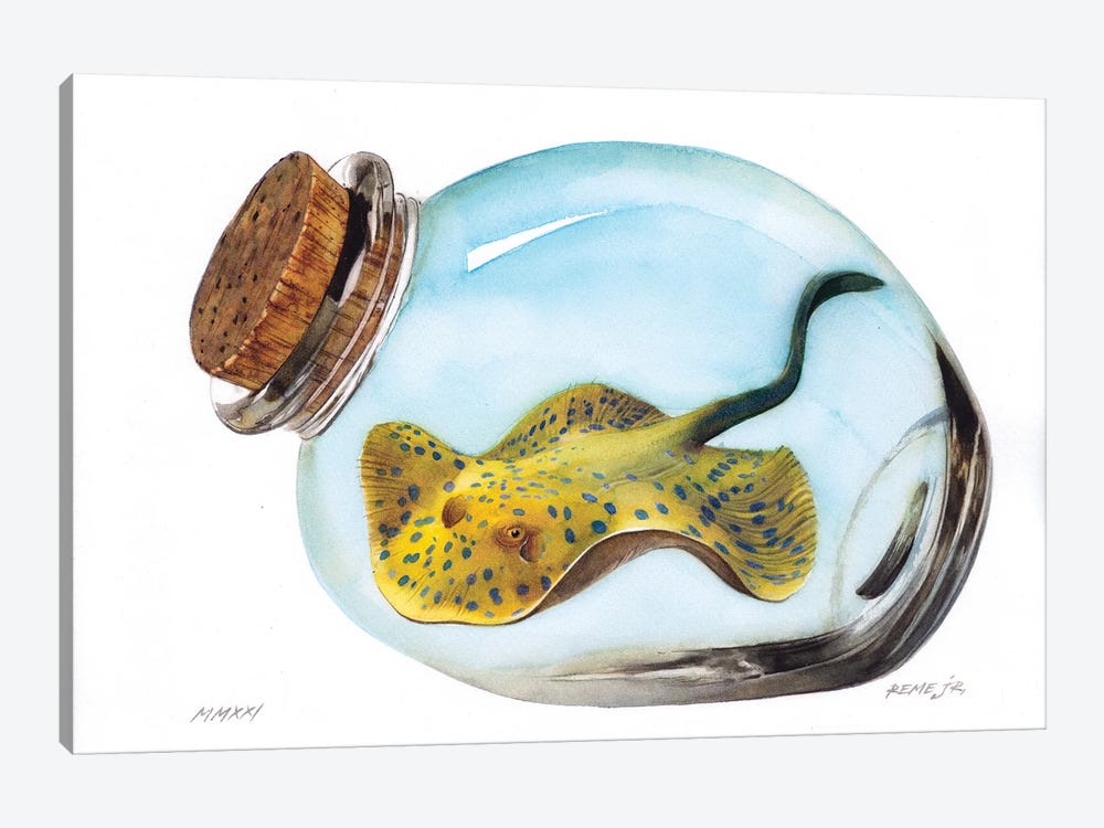 Bluespotted Ribbontail Ray In Jar by REME Jr 1-piece Canvas Wall Art