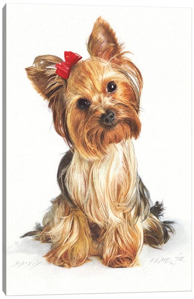 Yorkshire Terrier Canvas Art Print - REME Jr