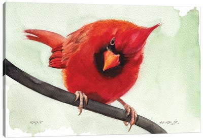 Bird LVI Canvas Art Print - Cardinal Art