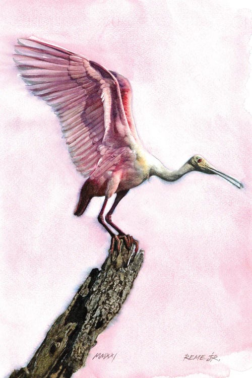 Roseate Spoonbill II