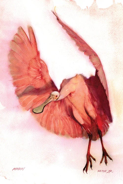 Roseate Spoonbill I