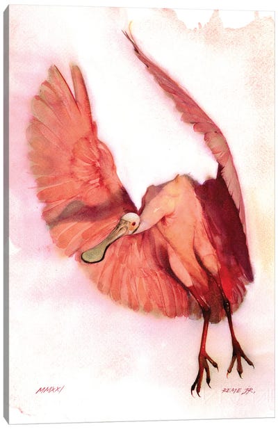 Roseate Spoonbill I Canvas Art Print - Spoonbills