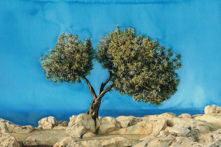 Olive Tree On Greek Island Thassos X