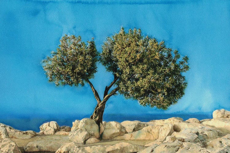 Olive Tree On Greek Island Thassos X by REME Jr canvas print