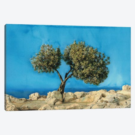 Olive Tree On Greek Island Thassos X Canvas Print #RJR53} by REME Jr Canvas Wall Art