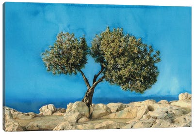 Olive Tree On Greek Island Thassos X Canvas Art Print - Olive Tree Art