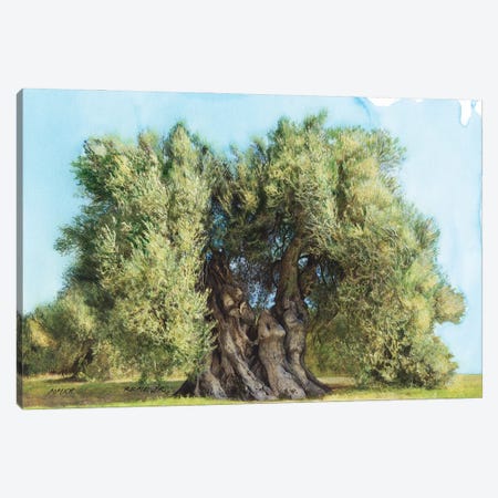 Olive Tree On Greek Island Thassos VIII Canvas Print #RJR54} by REME Jr Art Print