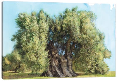 Olive Tree On Greek Island Thassos VIII Canvas Art Print - Olive Tree Art