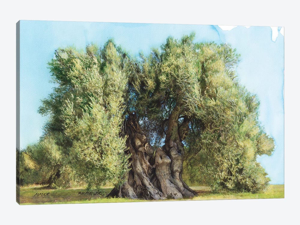 Olive Tree On Greek Island Thassos VIII by REME Jr 1-piece Canvas Print