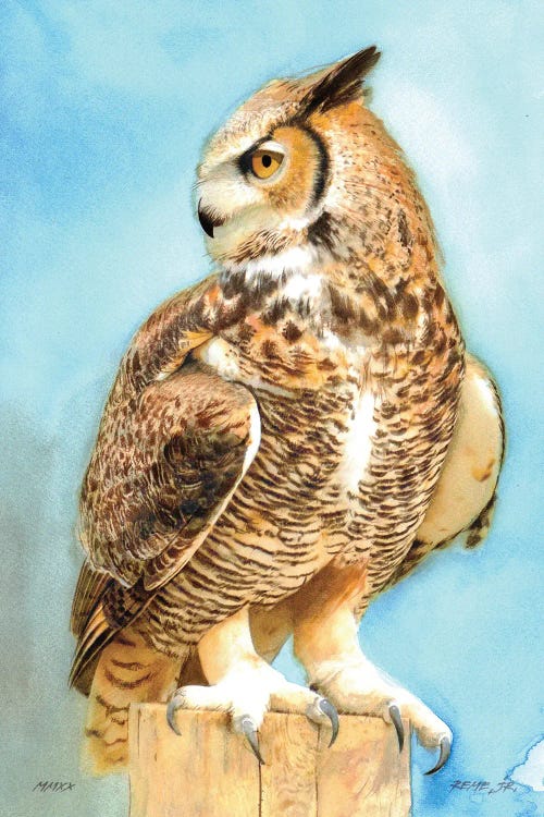 Owl CXIII