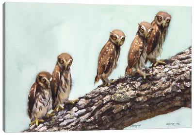 Cute Little Owls Canvas Art Print - REME Jr
