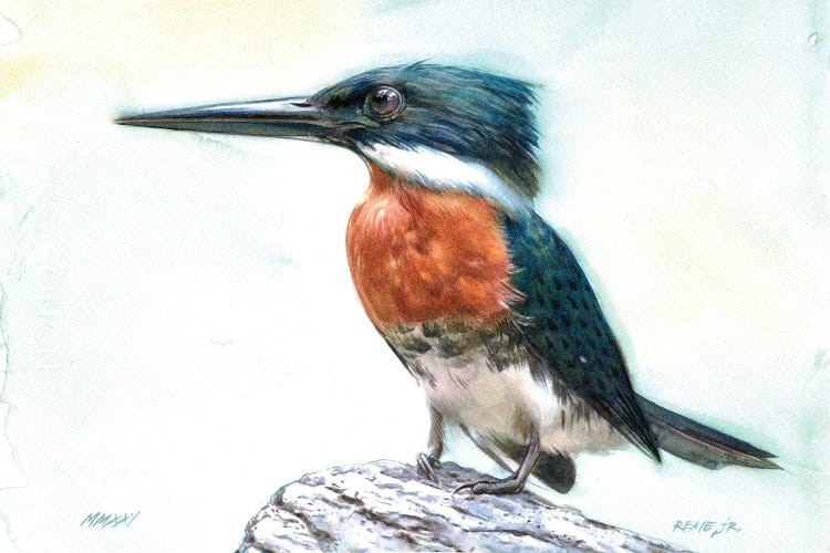 Kingfisher Bird CXXV