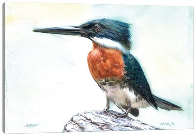 Kingfisher Bird CXXV Canvas Art Print - REME Jr