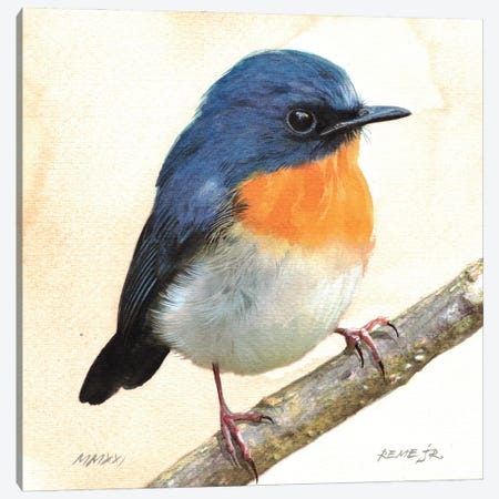 Bird CXXXIII Canvas Print #RJR65} by REME Jr Canvas Art