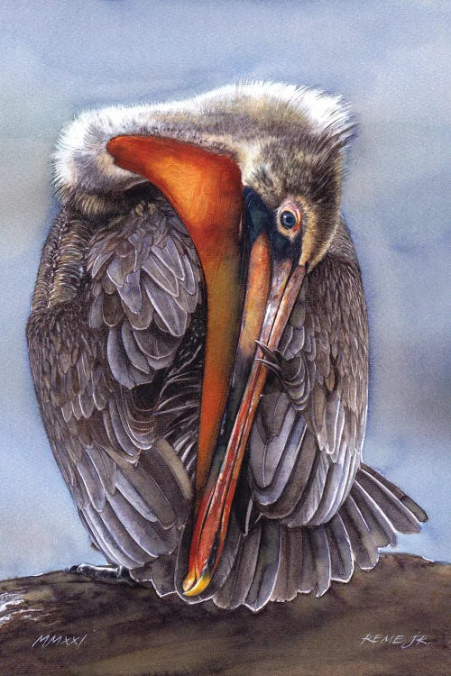 Pelican