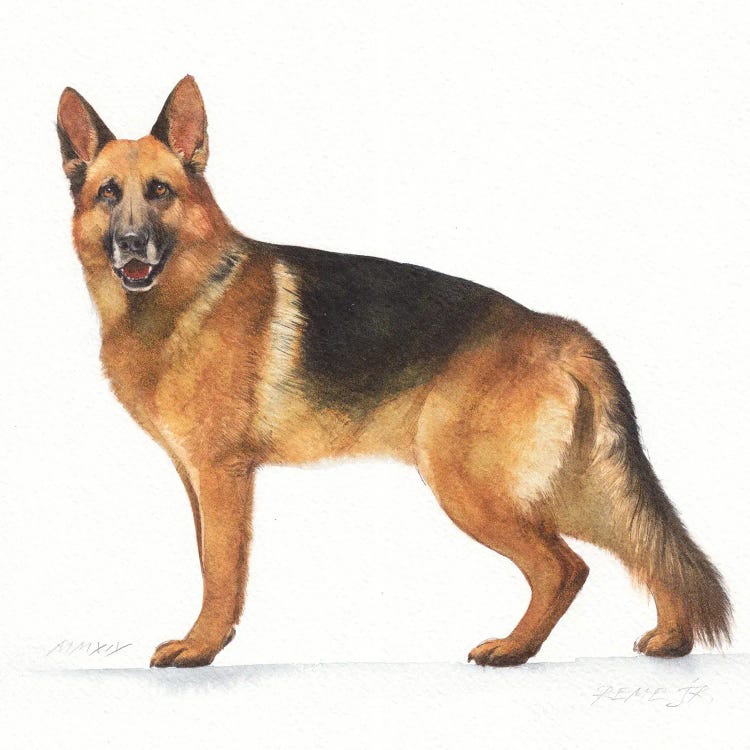 German Shepherd III