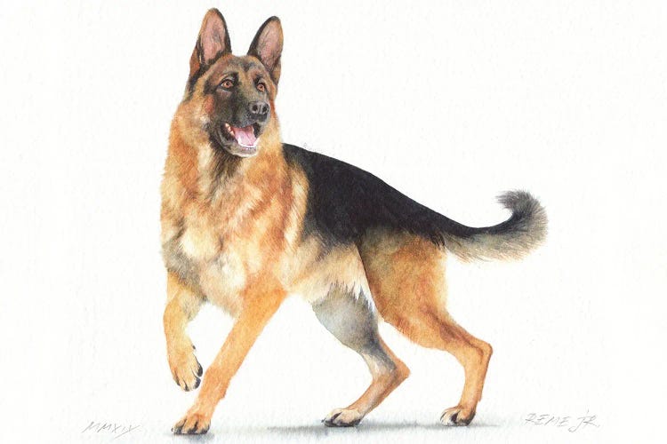 German Shepherd II