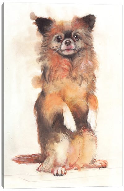 Dog II Canvas Art Print - Pomeranian Art
