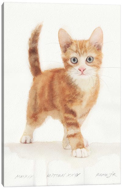 Kitten XXIV Canvas Art Print - REME Jr