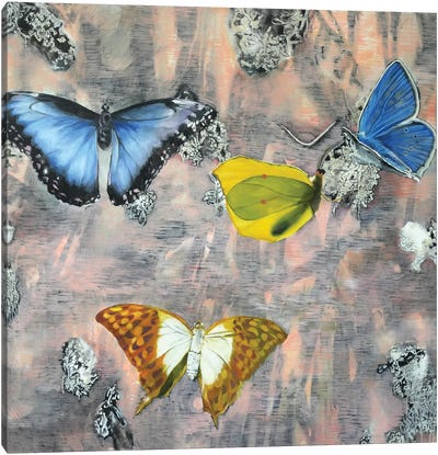 Butterfly I Canvas Art Print - Richard Jurtitsch