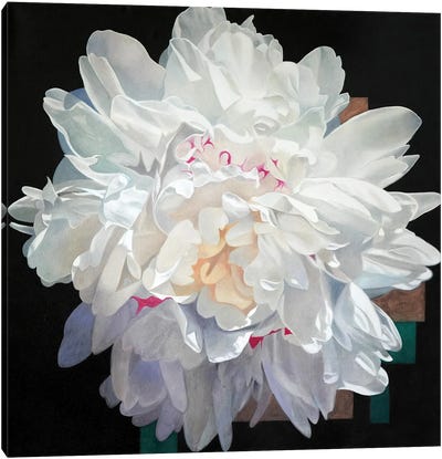 White Peony I Canvas Art Print - Richard Jurtitsch