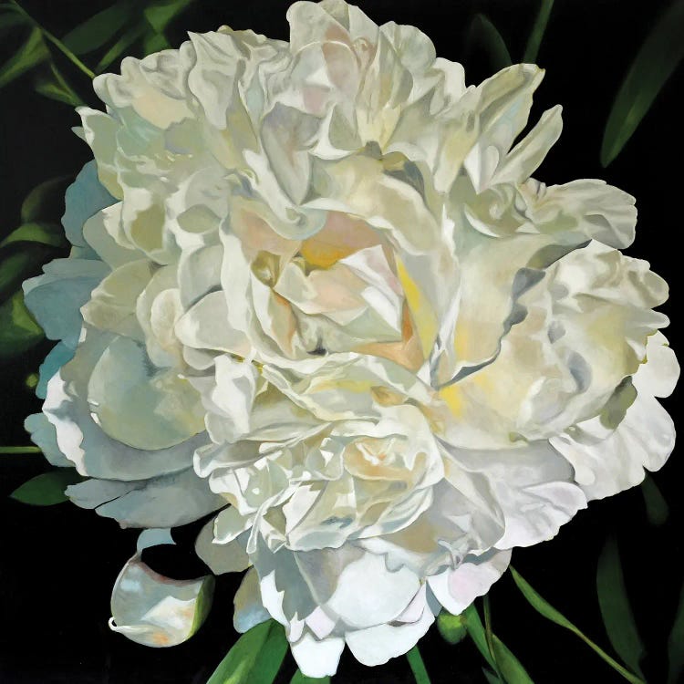 White Peony IV