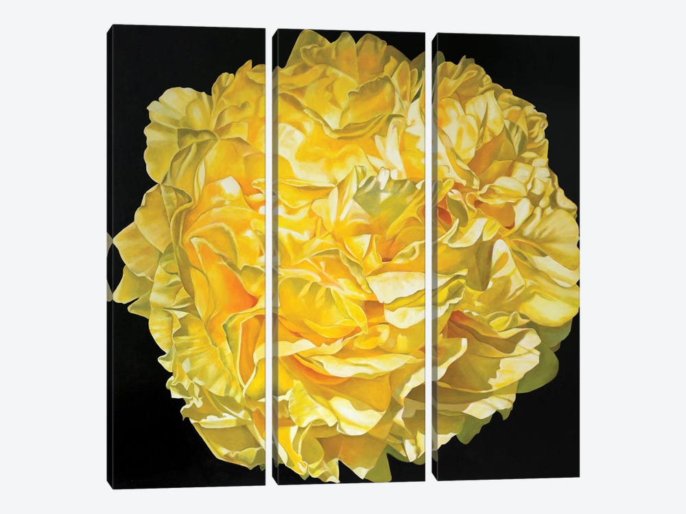 Yellow Peony by Richard Jurtitsch 3-piece Canvas Print