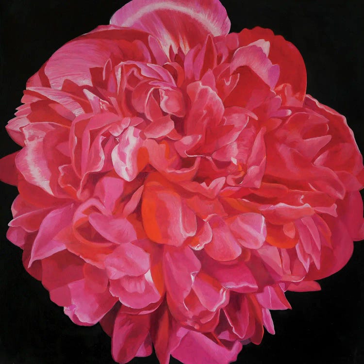 Pink Peony I